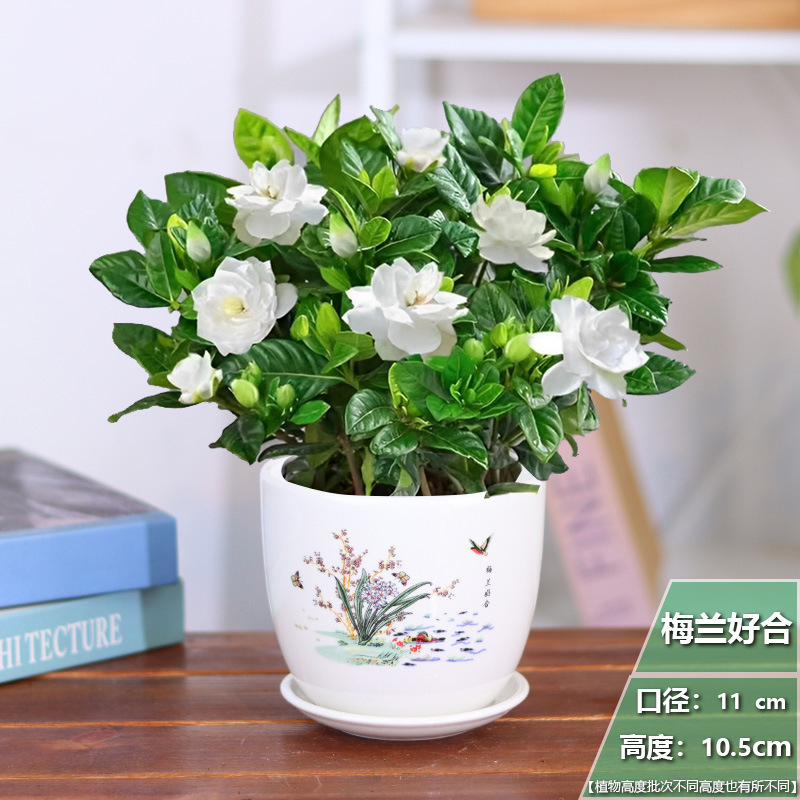 [중국식] 치자나무 1개 + 매란하오허 세라믹 화분 + 영양비료