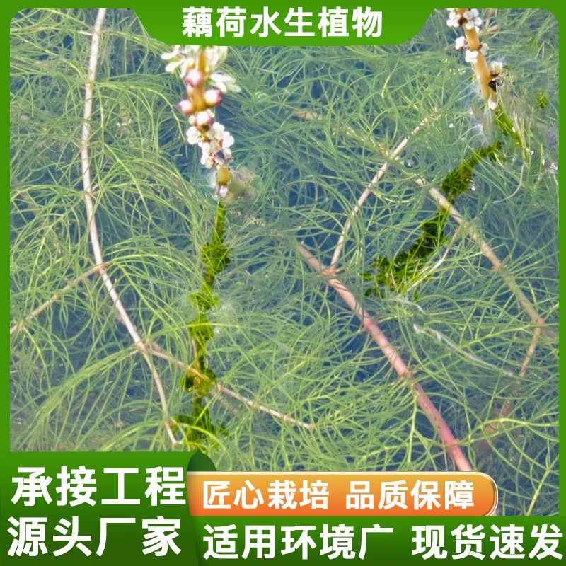 Водные растения, Элодея, погружные растения, микрозвенчатая Элодея, проекты очистки и зеленения воды, поставка Элодеи