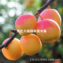 嫁接梨树苗新品种云南高原红梨酸甜火把梨苗南北方种植水果苗果树