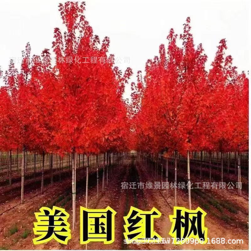 American red maple