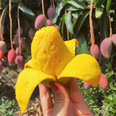 海南贵妃芒芒果新鲜当季整箱小红金龙应季热带现摘水果