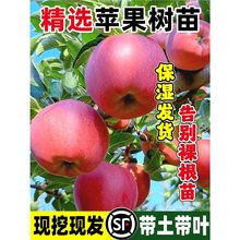 苹果树果苗盆栽地栽苗红富士冰糖心现挖现发保湿嫁接矮化苹果树苗