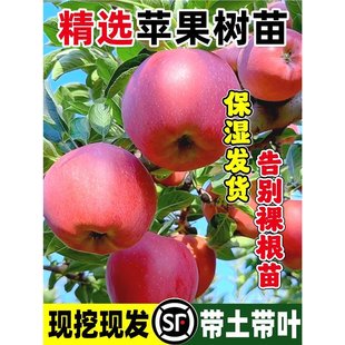 �O����������Ե�����t��ʿ�����ĬF�ڬF�l����޽Ӱ����O������