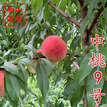 中桃9號桃苗 新品種優質早熟中桃九號白桃毛桃子樹苗品種簡介紹