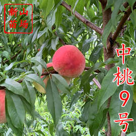 中桃9号桃苗 新品种优质早熟中桃九号白桃毛桃子树苗品种简介绍