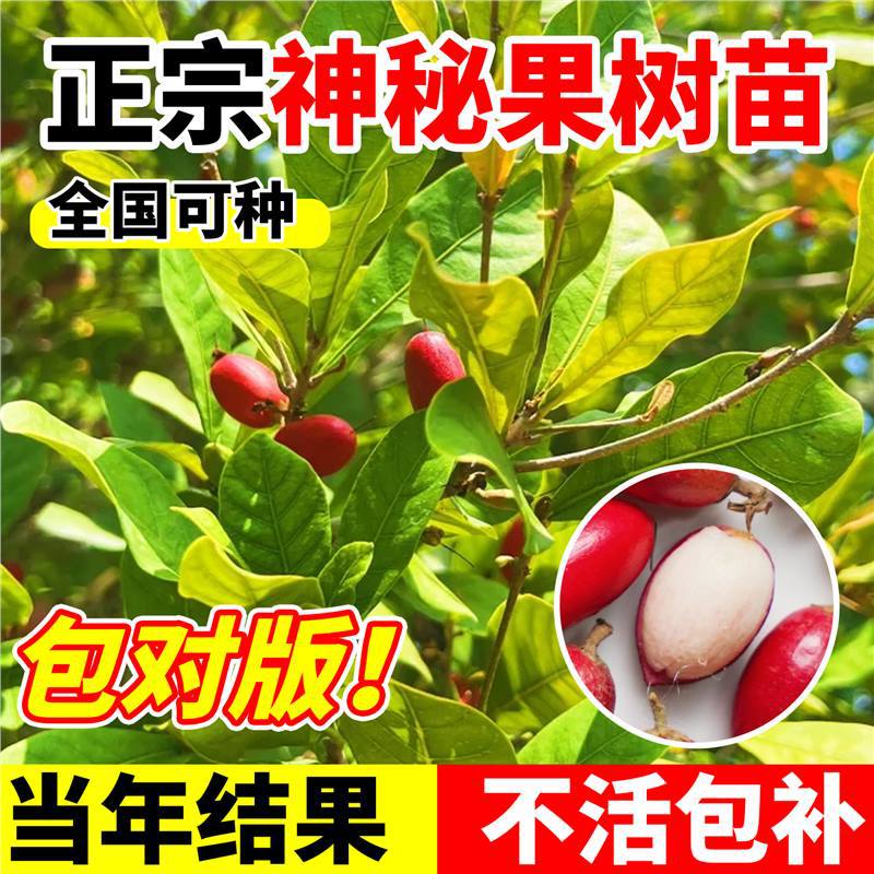 神秘果果树果苗盆栽好养神秘果鲜果干变味果盆栽地栽四季阳台庭院