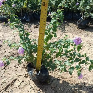 Purple Flower Bougainvillea Potted Seedlings with Soil Are Evergreen in All Seasons, Cold-Resistant and Heat-Resistant, Easy to Maintain and Easy to Live on the Balcony, Courtyard and Garden