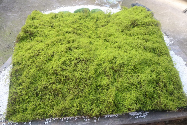 IMG_1246_proc_副本