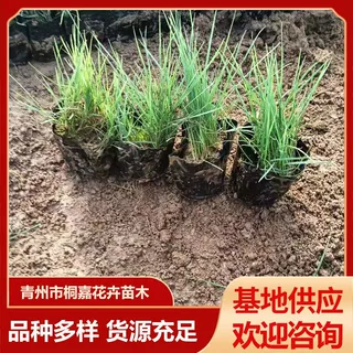 青州基地供应粉黛乱子草杯苗 公园花园绿化景观工程苗 粉黛乱子草