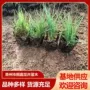 青州粉黛公园基地工程苗