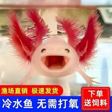 蝾螈幼体六角恐龙鱼宠物观赏鱼六角龙鱼活物好养不打氧冷水四脚鱼