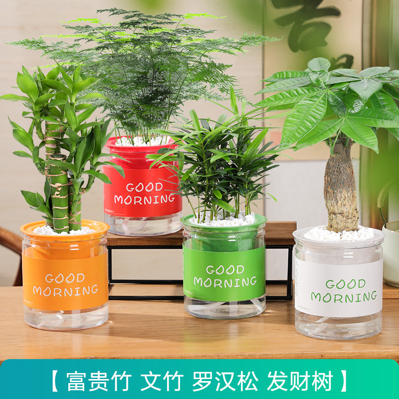 [녹색 식물 패키지] 돈나무 + 행운의 대나무 + 아스파라거스 + 포도카르푸스