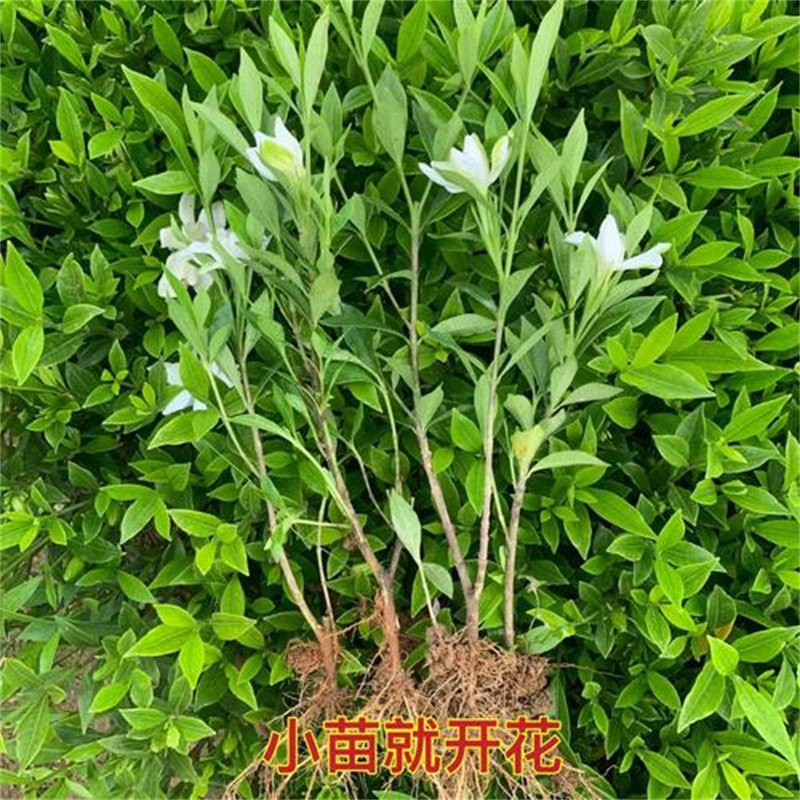 Gardenia Saplings Balcony Potted Four-Season Green Plants Large Leaf Branches Outdoor Air Purification Courtyard Greening Seedlings