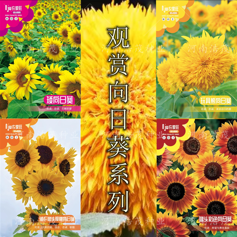 玩具熊矮彩色向日葵种子盆栽花四季开花观赏油葵室内外易活种子