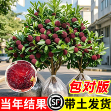 ڼ޽Ӗ|÷÷ϱNֲԹ箔Yش