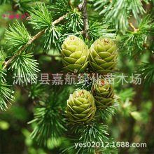 優質林木種落葉松種子四季長綠樹種子日本落葉松種子黃花松種子