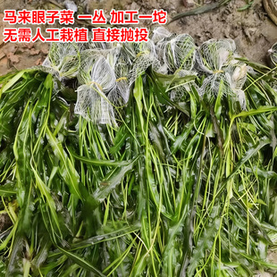 �R�����Ӳ�һ���ӹ�һ�璁Ͷ��ˮֲ�Ͷֲ��ˮ�|�������~���Ӳ�