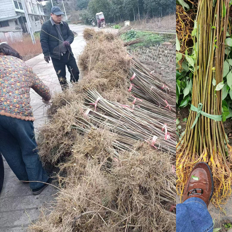 微信图片_202404171810137_副本_副本