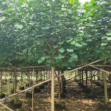 907Ӧ 8-12cm    ԰̻Сľ