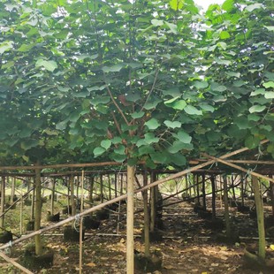 907���� 8-12cm �S�� ���� ������ �@�־G��С��ľ