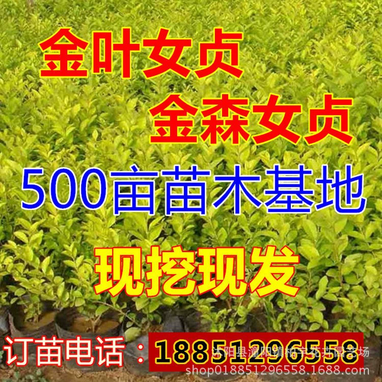 Ligustrum lucidum саженцы Ligustrum lucidum Ligustrum дольки Four Seasons вечнозеленые выносливые живые изгороди саженцы двор вилла сообщество озеленение саженцы