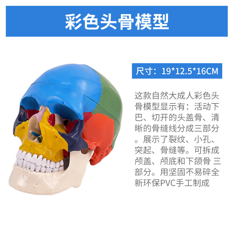 1 a 1 cabeza cráneo humano natural grande adulto cráneo enseñanza médica belleza cráneo modelo