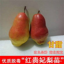 嫁接红贵妃梨树果苗新品种红啤梨苗早熟地栽特大盆地栽北南方种植