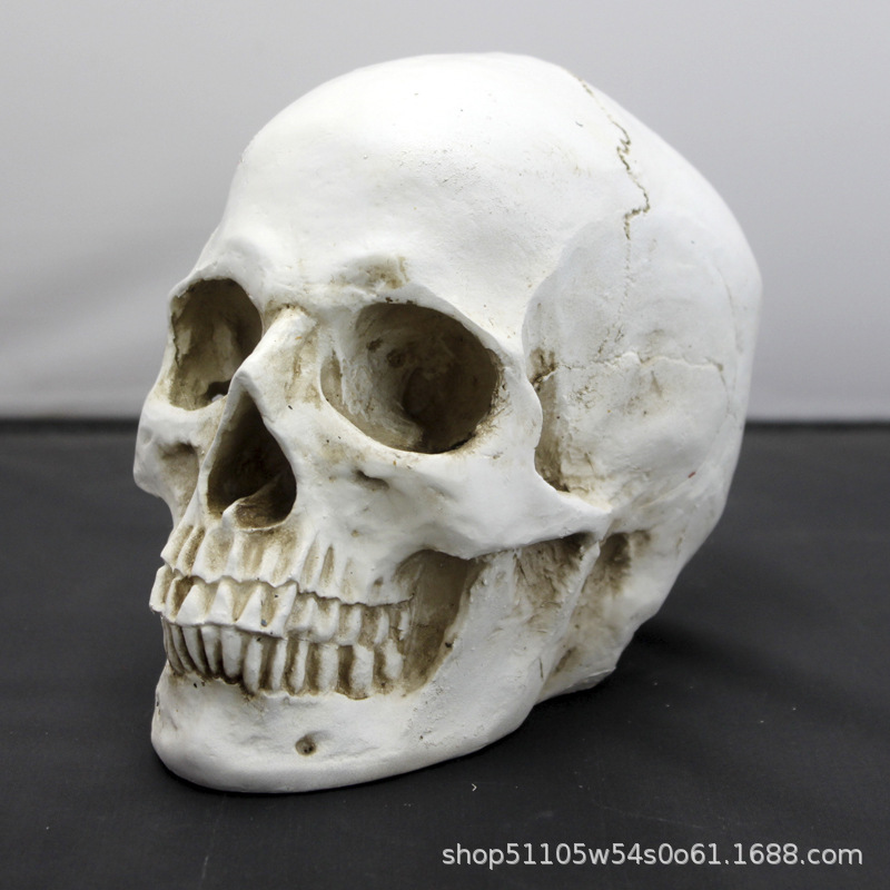 Resin Skull Model Skull Sketch Medical Ornaments Halloween Decorations Artificial Props Skull Art Resin Skull Model Skull Sketch Medical Ornaments Halloween Decorations Artificial Props Skull Art