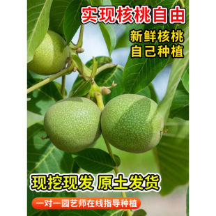 ��Ƥ������8518�޽����ش���Ҙ����ϱ����ļ��Nֲ�����箔��Y��