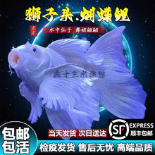 台湾狮子头蝴蝶鲤纯种石膏白短身球体耐寒冷水观赏鱼淡水锦鲤鱼苗