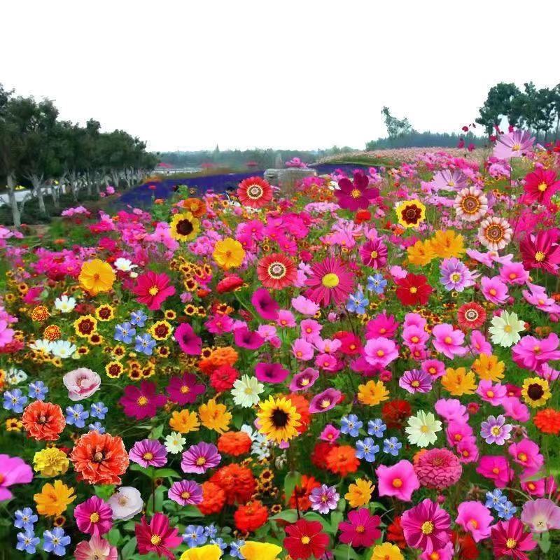 野花组合波斯菊太阳花美丽月见草矮牵牛紫茉莉向日葵五彩石竹蜀葵