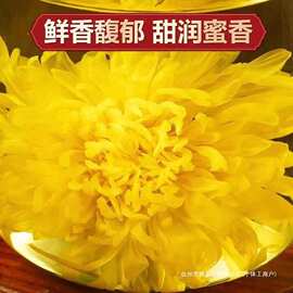 菊花茶金丝皇菊一朵一杯搭配枸杞子黄山贡菊胎菊大黄菊花泡茶泡水