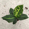 [Base directly batch] Net red plant emperor green pot planting purifience air -resistant transportation green plant can export multiple specifications