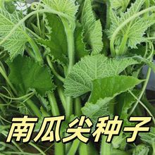 ϹϼNӷN猣o~ɫ߲˳~