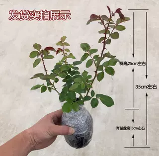 爬藤花卉植物蔷薇花苗藤本爬藤月季阳台盆栽玫瑰四季开花欧月花苗