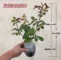 盆栽四季开花植物花苗