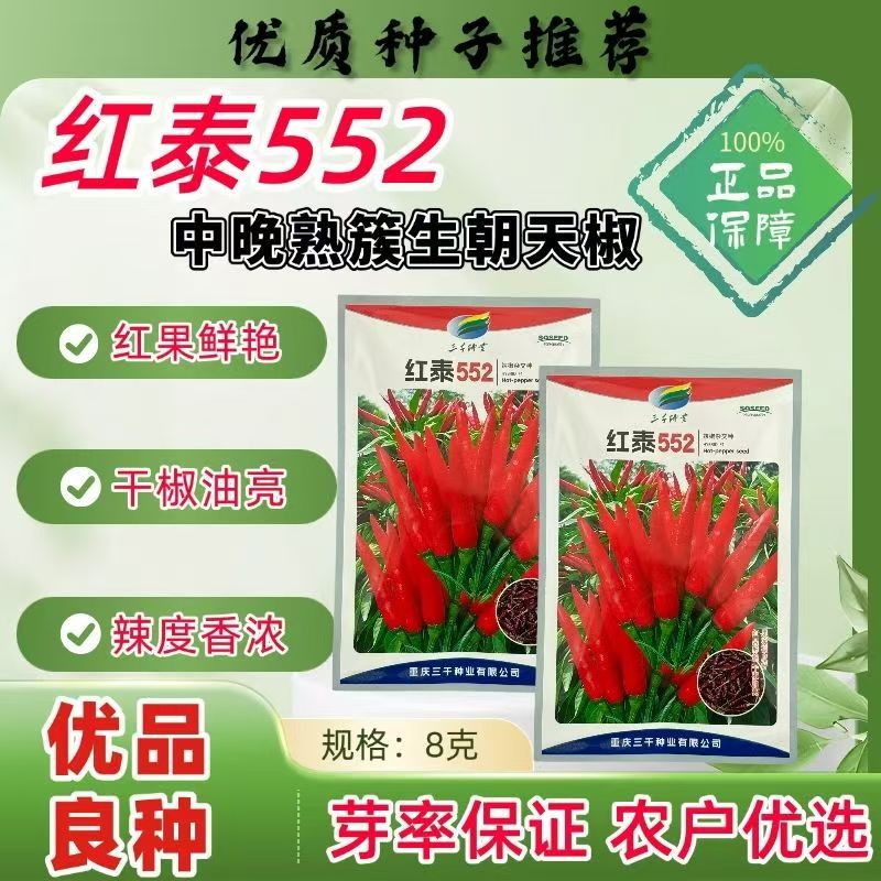 正品红泰552朝天椒种子簇生朝天椒种籽强辣型小米辣辣椒干鲜两用