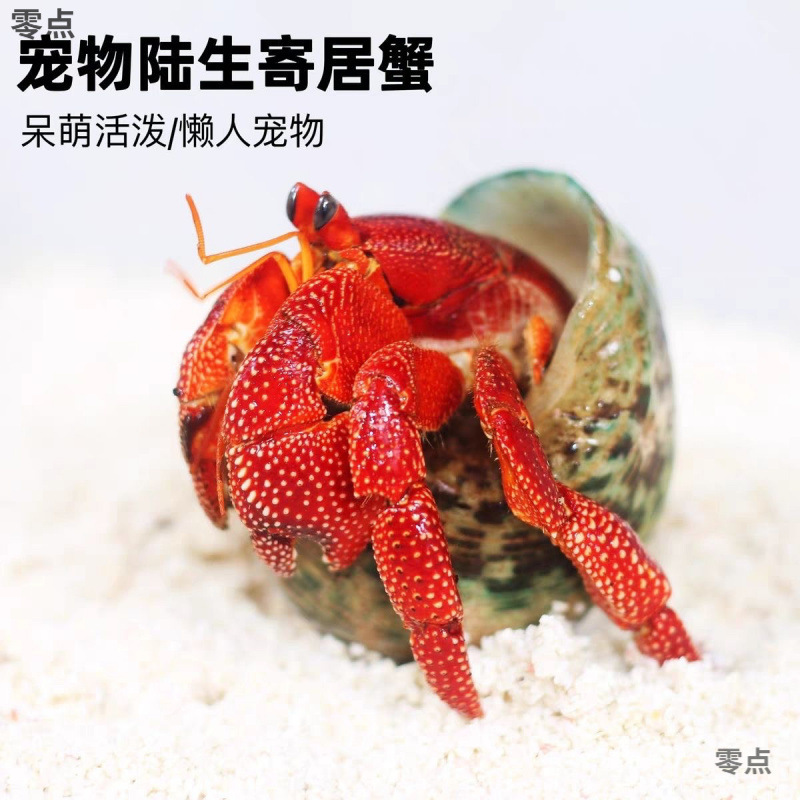 陸生ヤドカリ 初心者向けペット 生物 淡水 デスクトップ パープル ランド グレー ホワイト ダークパープル 観賞用カニ 怠惰なペット|undefined