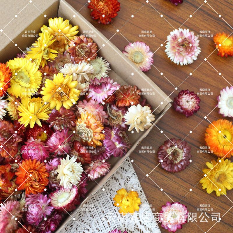 【小雏菊 麦秆菊】干花批发diy材料包真花花材手工拍照装饰七彩菊|undefined