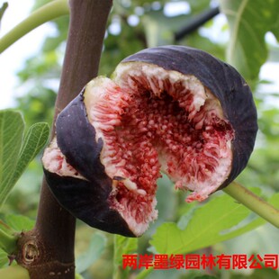 ���@���l�o�������� ����ͥԺ�̨���Բ��m��˟o����С����