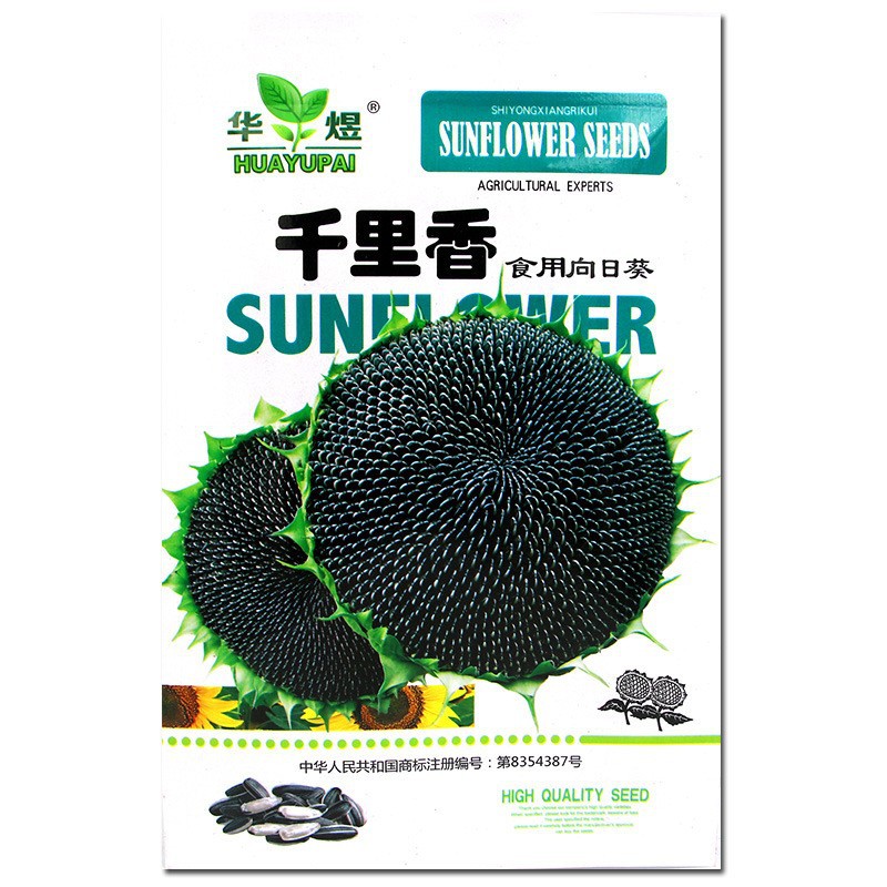 Qianlixiang Edible Sunflower Seeds Are Grown in Farmland Bases with Full Kernels and Large Elbows. Edible Sunflower Seeds Are Resistant to Falling