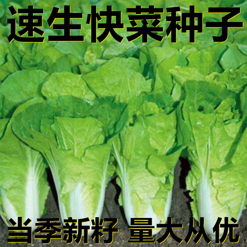 速生快菜种子 100粒/袋散装 产地直供 当季新籽 瓜果蔬菜种子