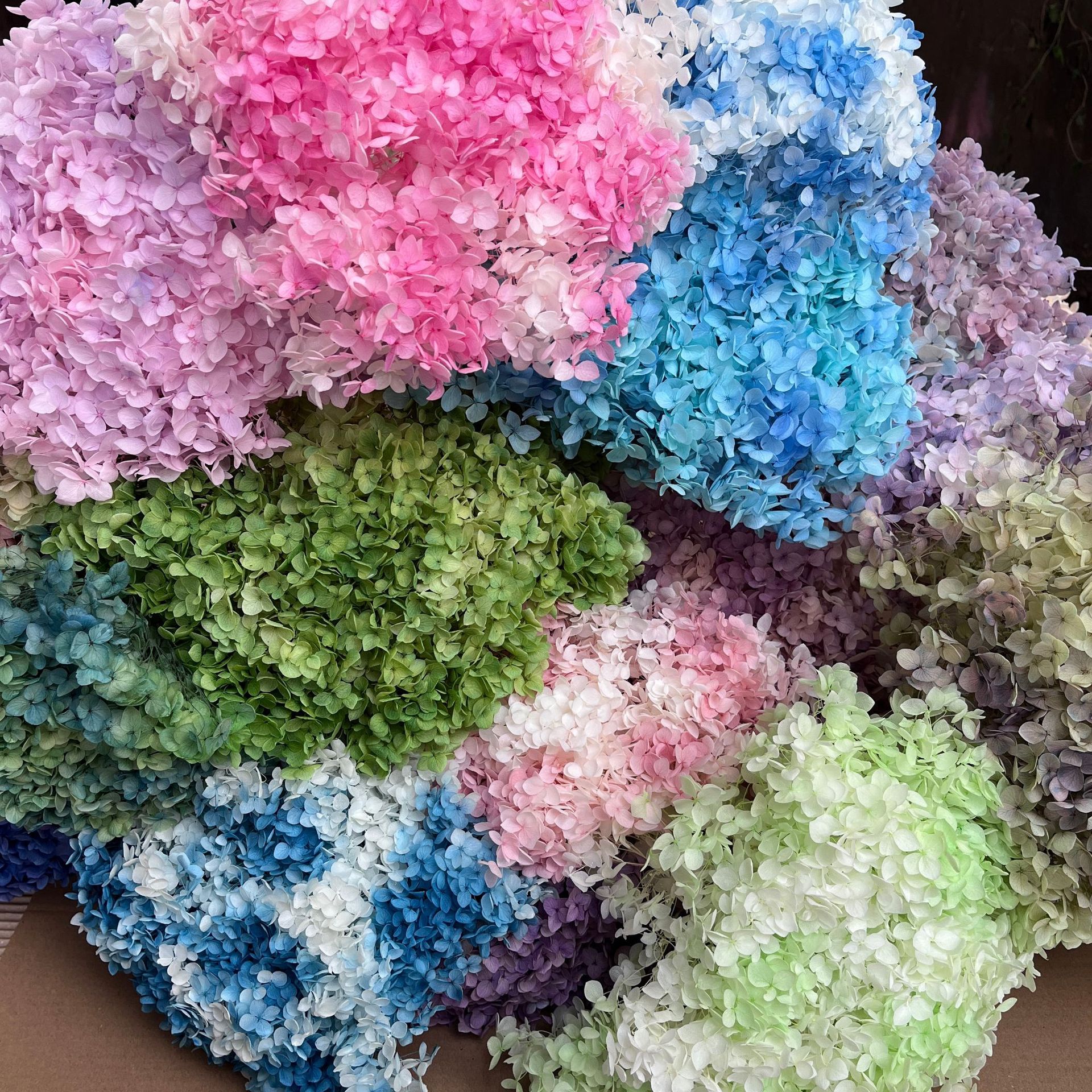 Flores eternas hortenida flores secas Ana hortenida hojas hortenida cabeza de hortenida flores eternas cubierta de vidrio material floral plancton diy