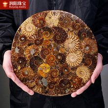 天然海螺化石圆盘摆件马达加斯加班彩螺化石原石矿物标本装饰摆件