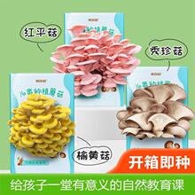 蘑菇种植包可食用黑平菇菌菇包儿童家庭自种趣味小盆栽香菇菌种包