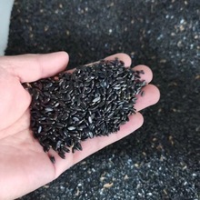 瓜子黄杨种子 黄杨木树种大小叶黄杨籽中国黄杨种子 跨境电商使用