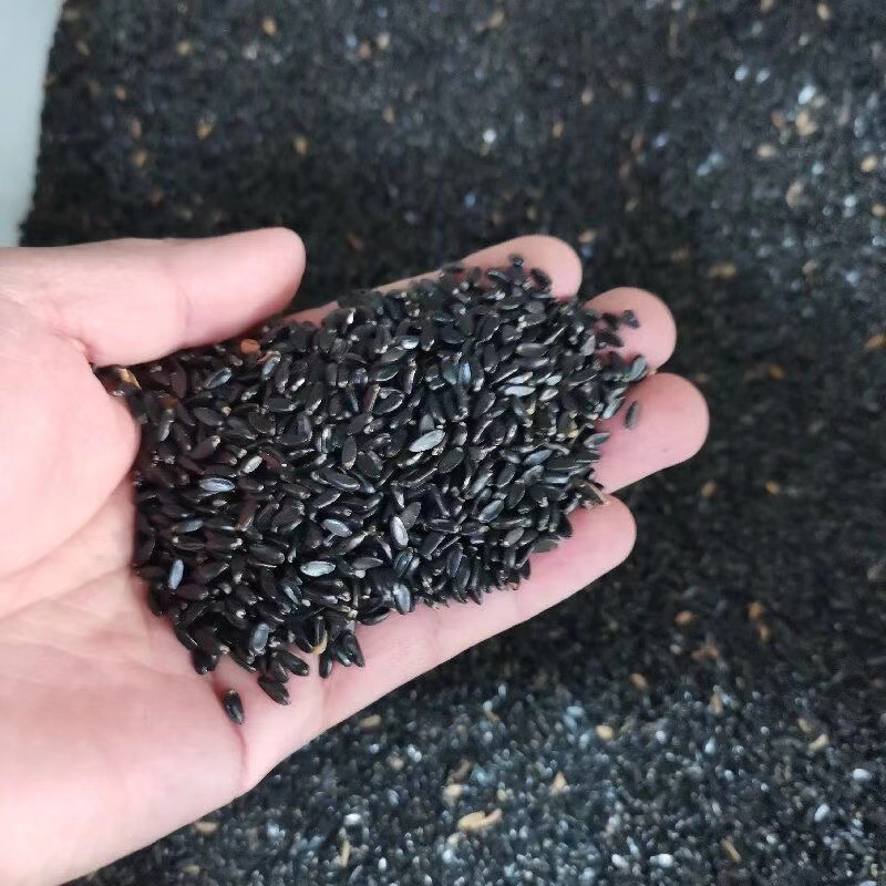 瓜子黄杨种子 黄杨木树种大小叶黄杨籽中国黄杨种子 跨境电商使用