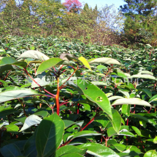 ����С�~�������� ���~���������l ���~��������ɰ����gָ��