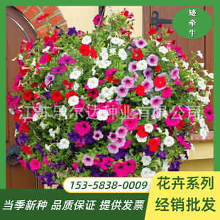 Dwarf Morning Glory Seeds Climbing Vines Large Morning Glory Morning Glory Seeds Potted Plants Easy to Bloom in Spring and Easy to Live on the Outdoor Balcony