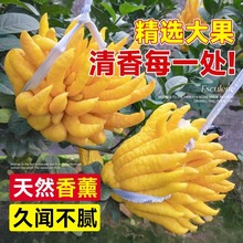 产地直发佛手柑现摘新鲜佛手果广佛手柑鲜果佛手瓜食用清供观赏果